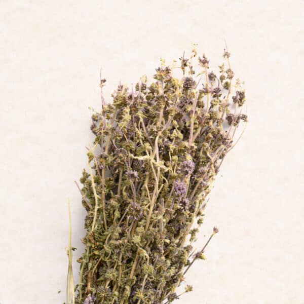 Greek Pennyroyal (Mentha Pulegium)