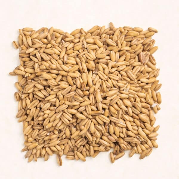 Oat Seeds Bio