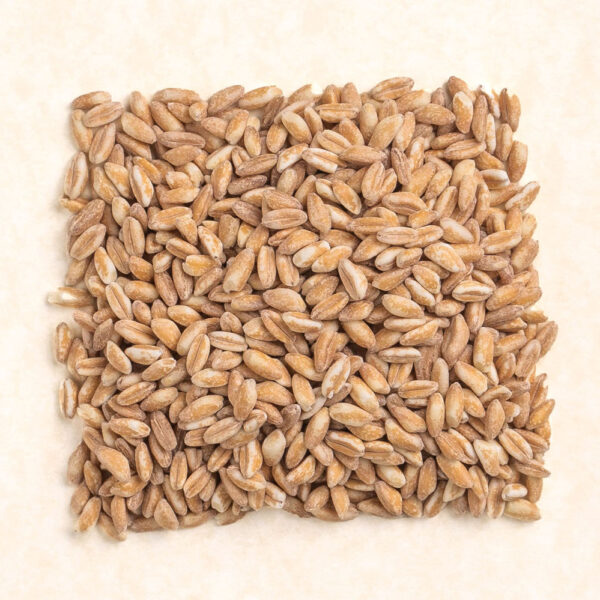 Emmer Wheat (Zea) Seeds Bio